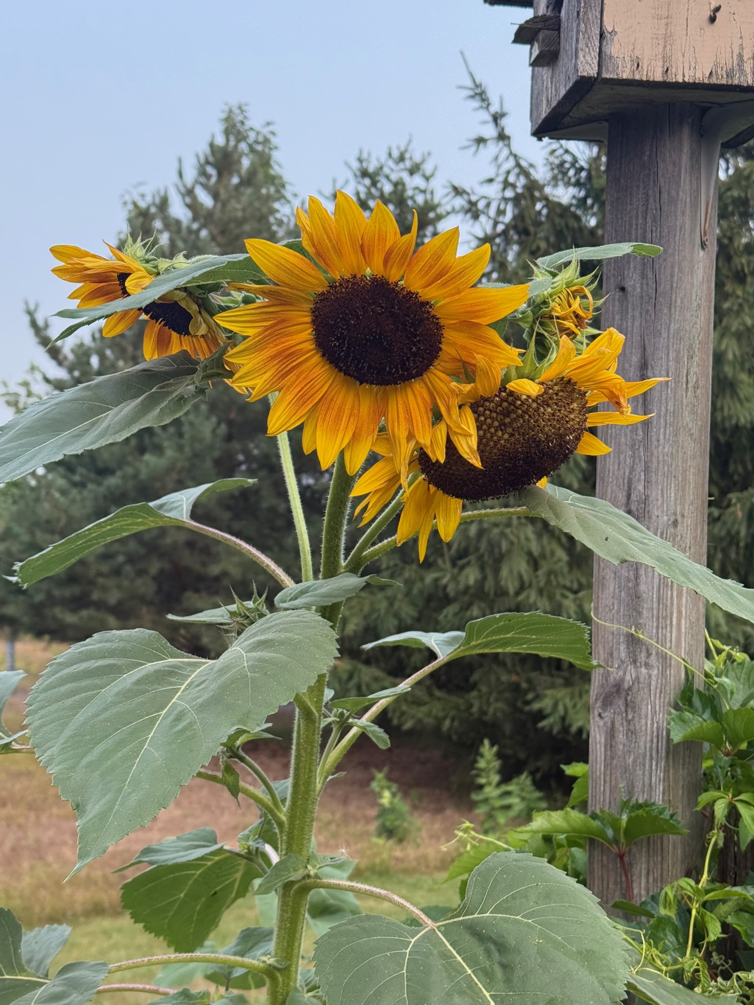 Sunflowers beside the house
