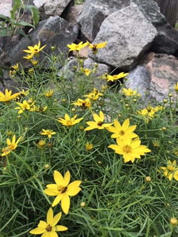 Yellow flowers beside the rocks