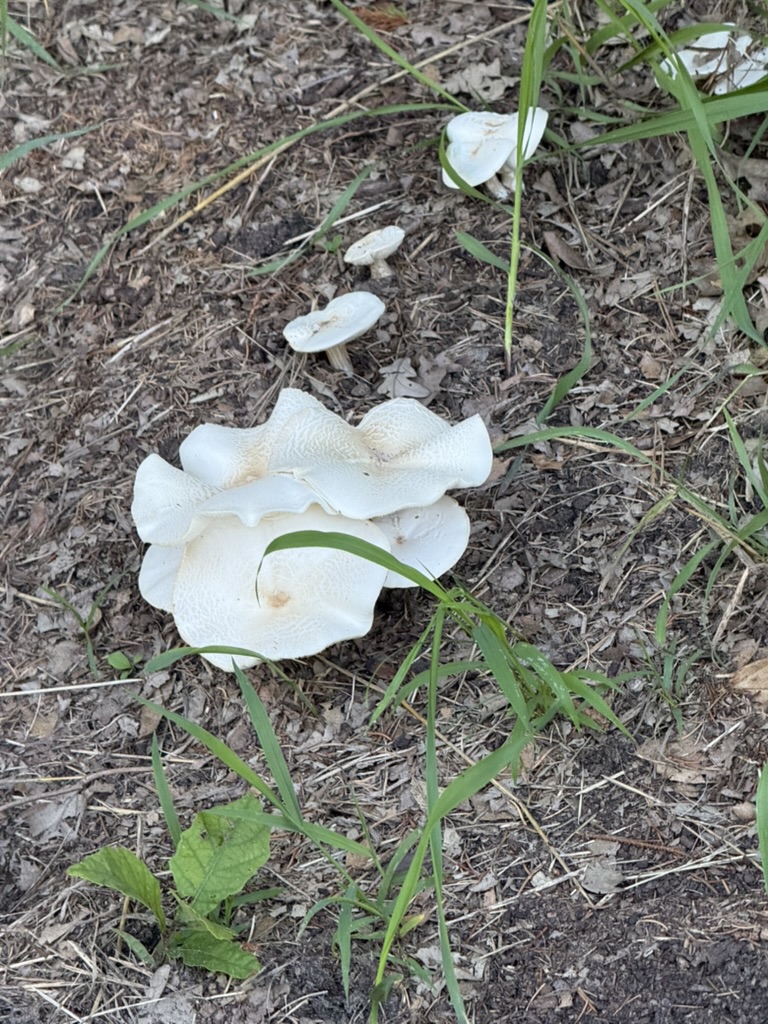 White mushrooms on the woodland floor