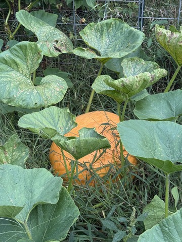A pumpkin among green leaves