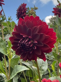 A deep red dahlia
