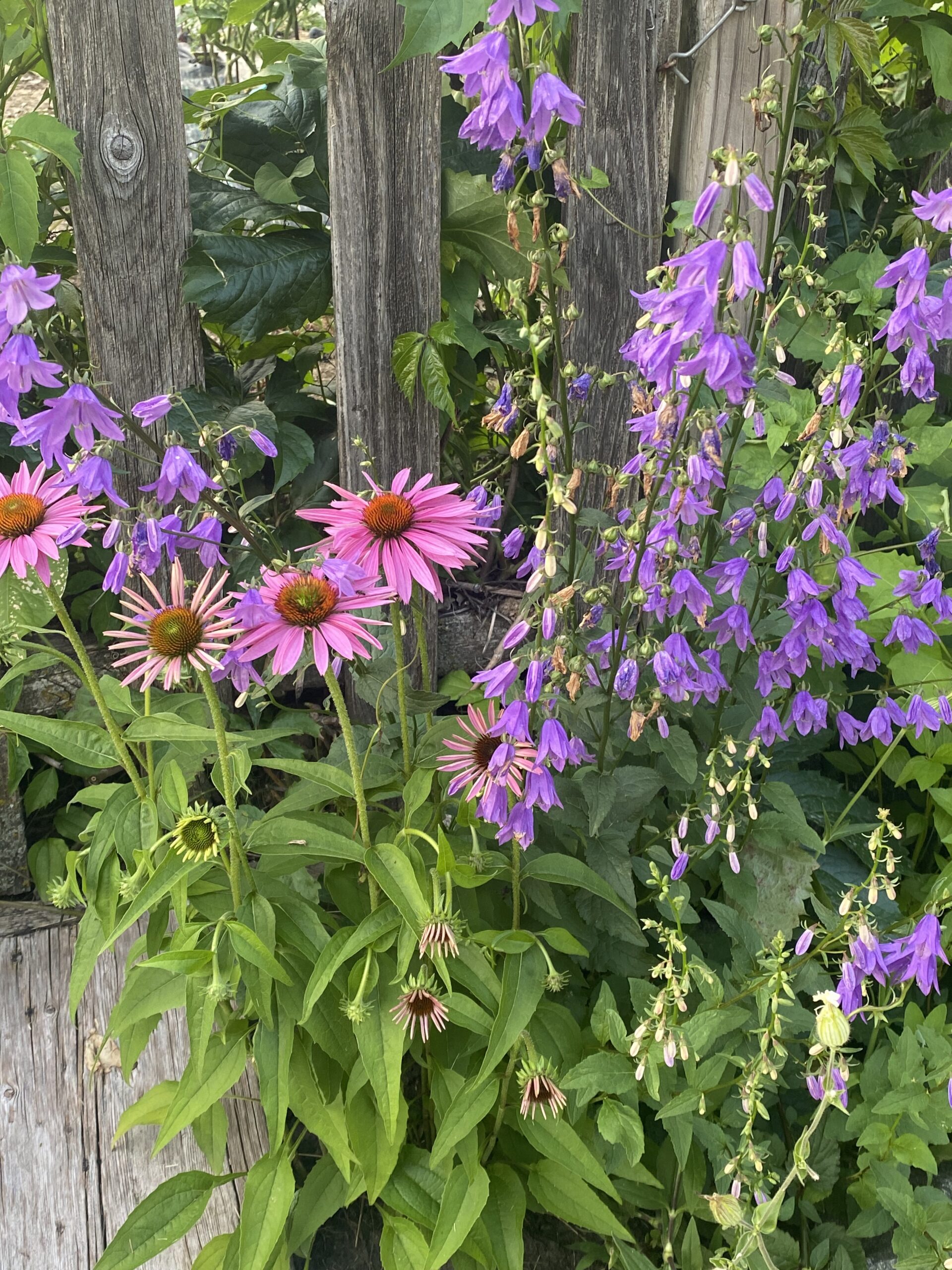 Pink and purple flowers beside the wooden fence