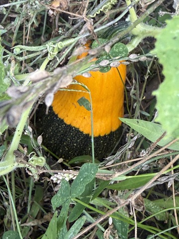 A pumpkin on the vine