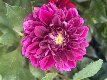 A bright pink dahlia
