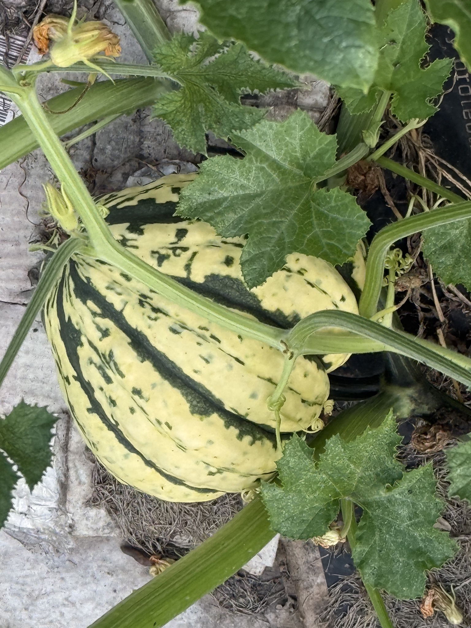 A striped gourd growing on the vine