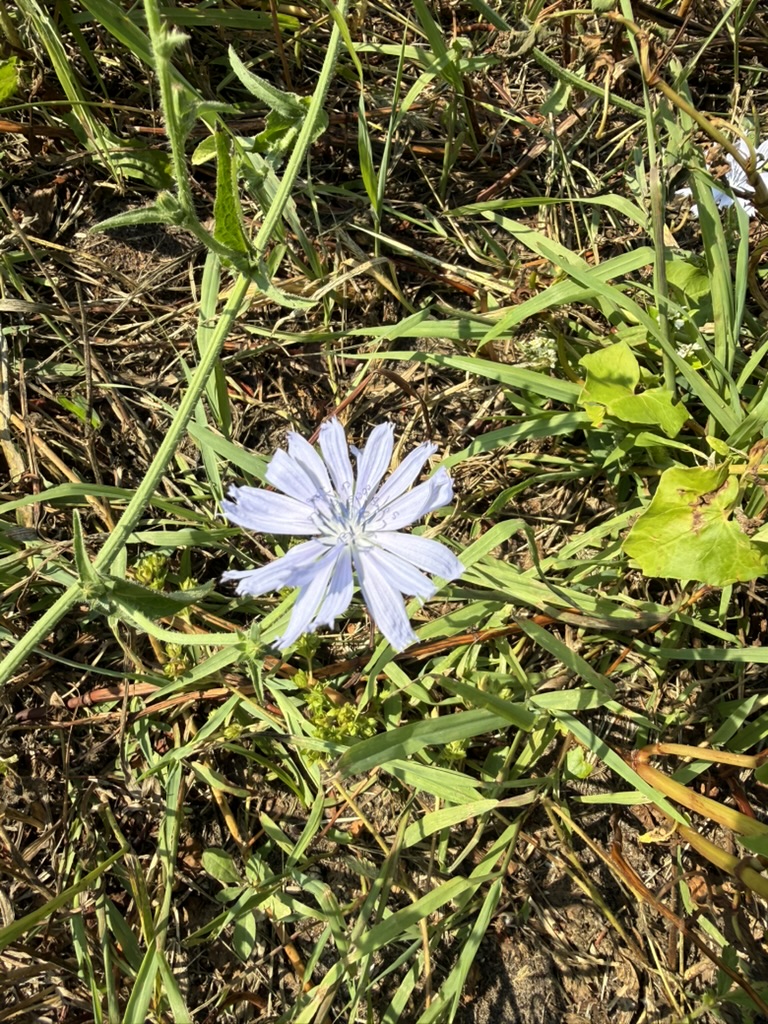 A pale blue flower among the grass.
