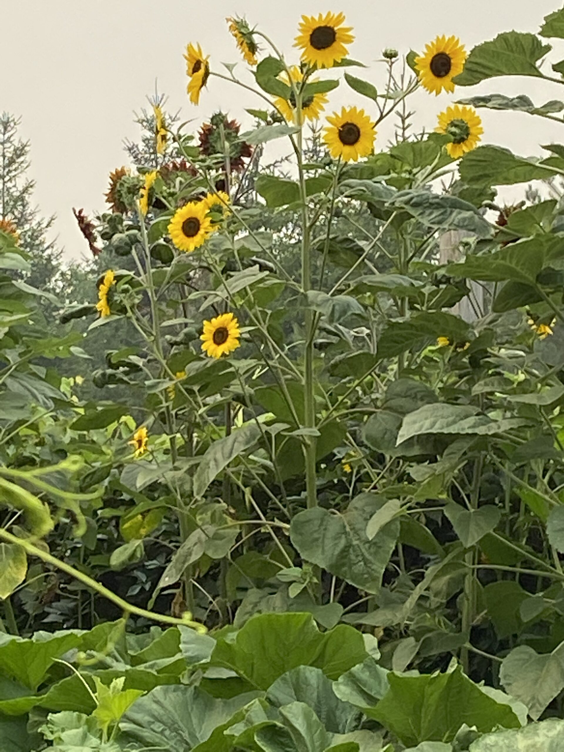 Tall sunflowers in the garden
