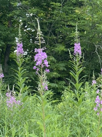Pink flowers beside the trees