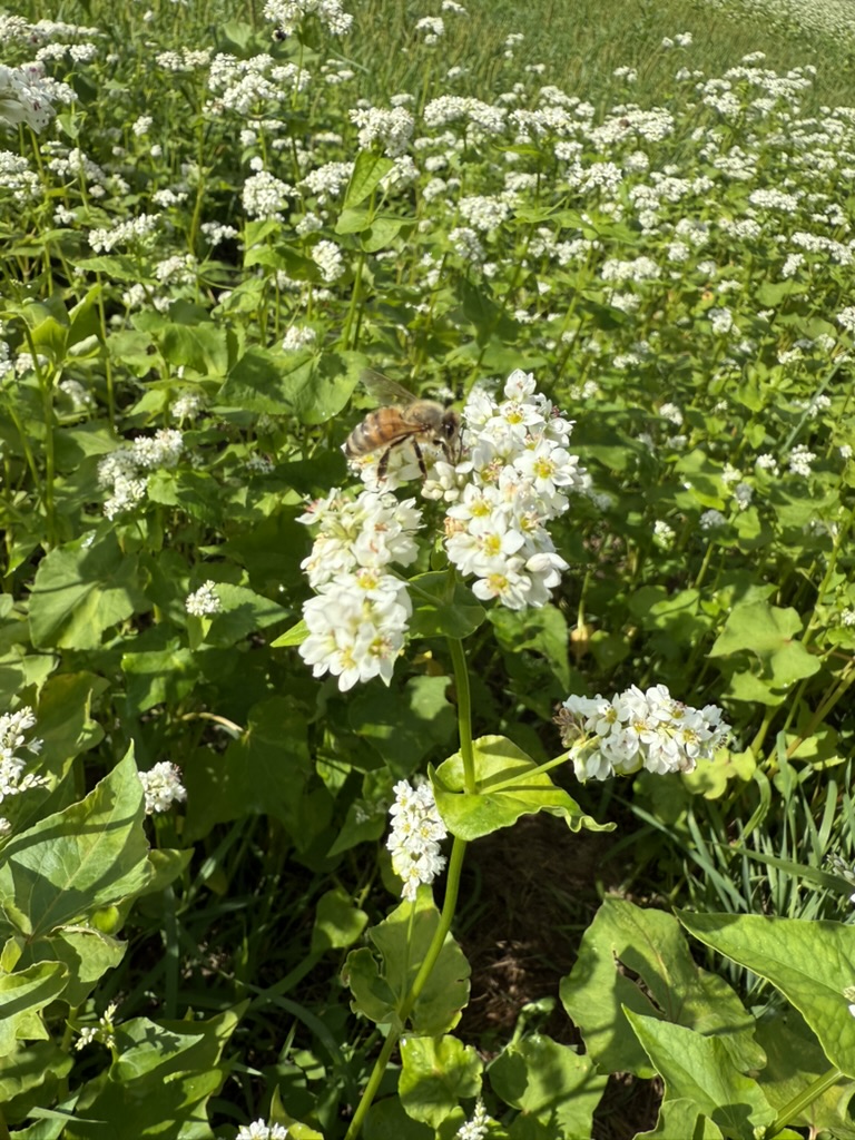 Small white blossoms in the field.