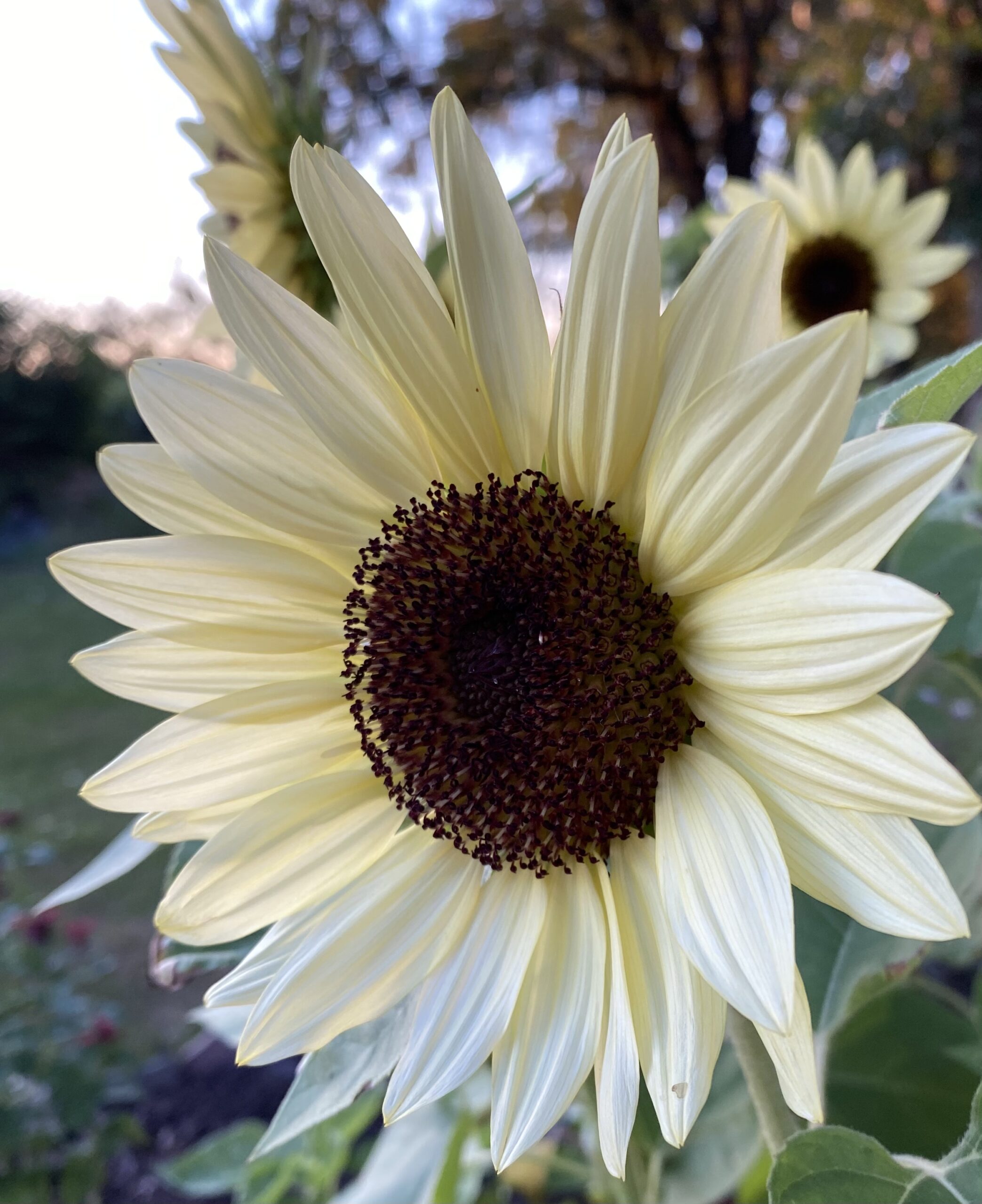 A pale sunflower