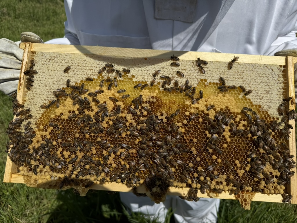 Bees gathered across a frame of honeycomb.