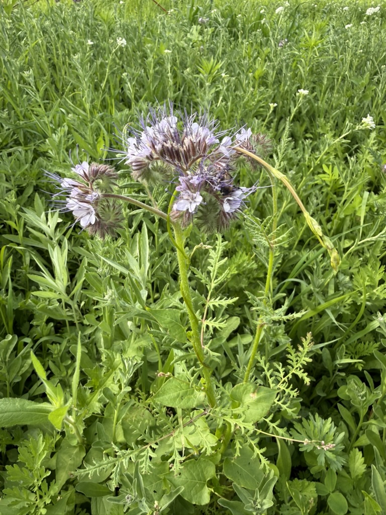A cluster of flowers rising above the grass.