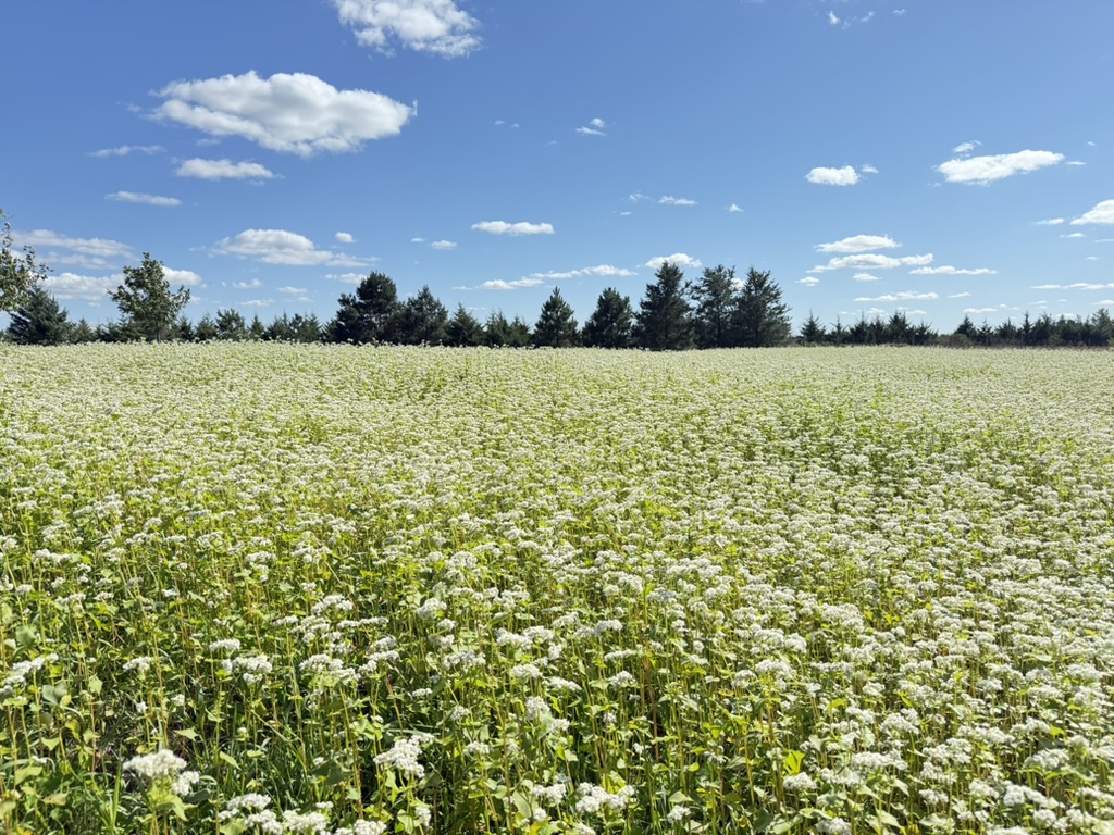 White flowers across our field beneath a blue Minnesota sky.