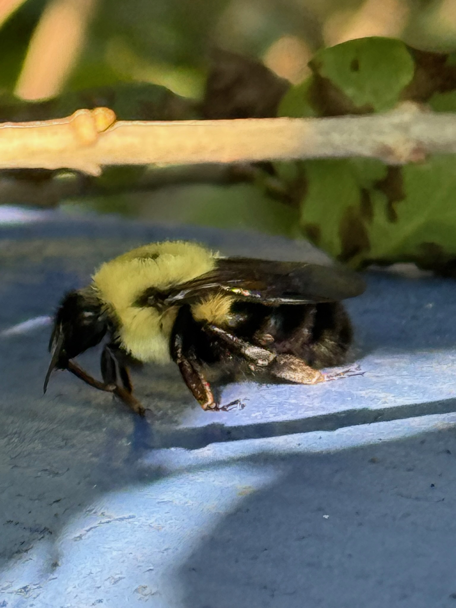A bee resting near the garden