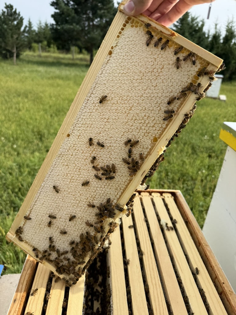 A frame lifted from an open hive.