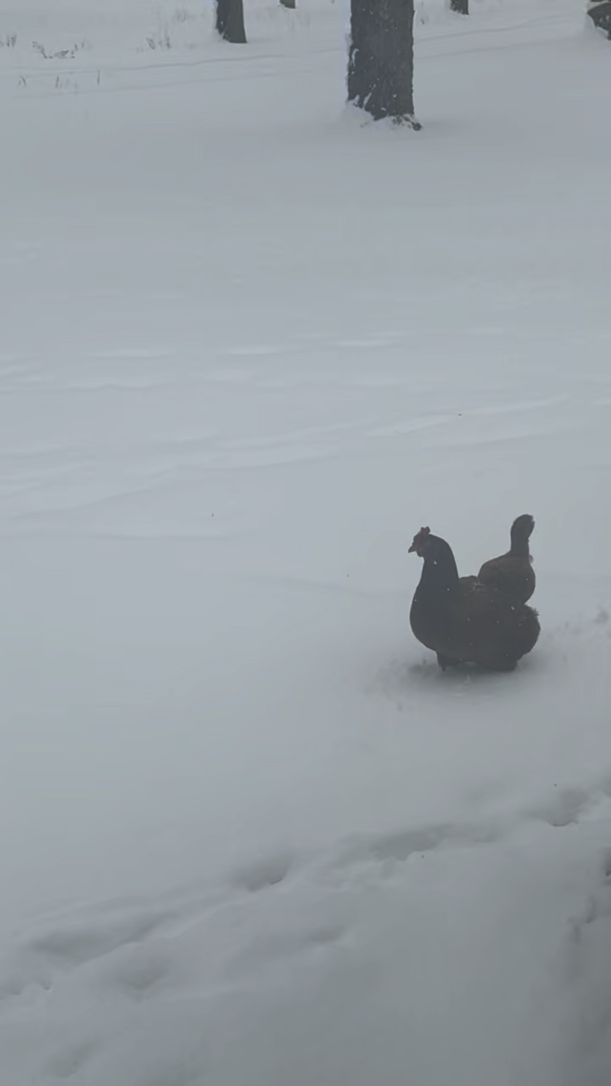 A chicken in the snow