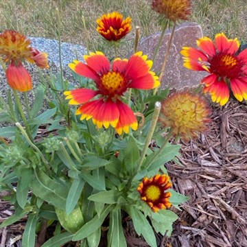 Red and yellow flowers in bloom