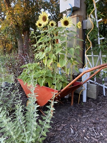 Sunflowers by the garden