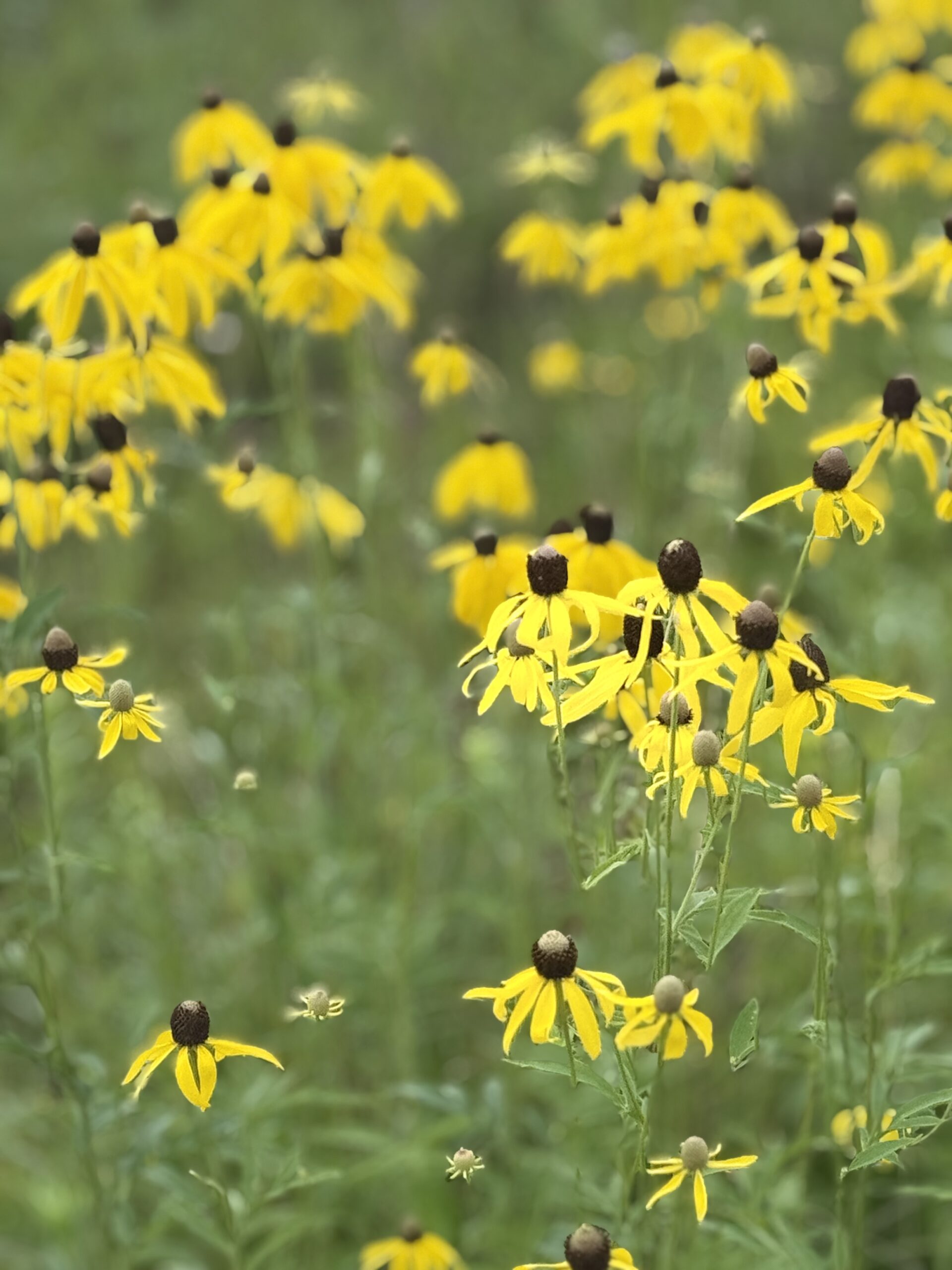 Yellow meadow flowers