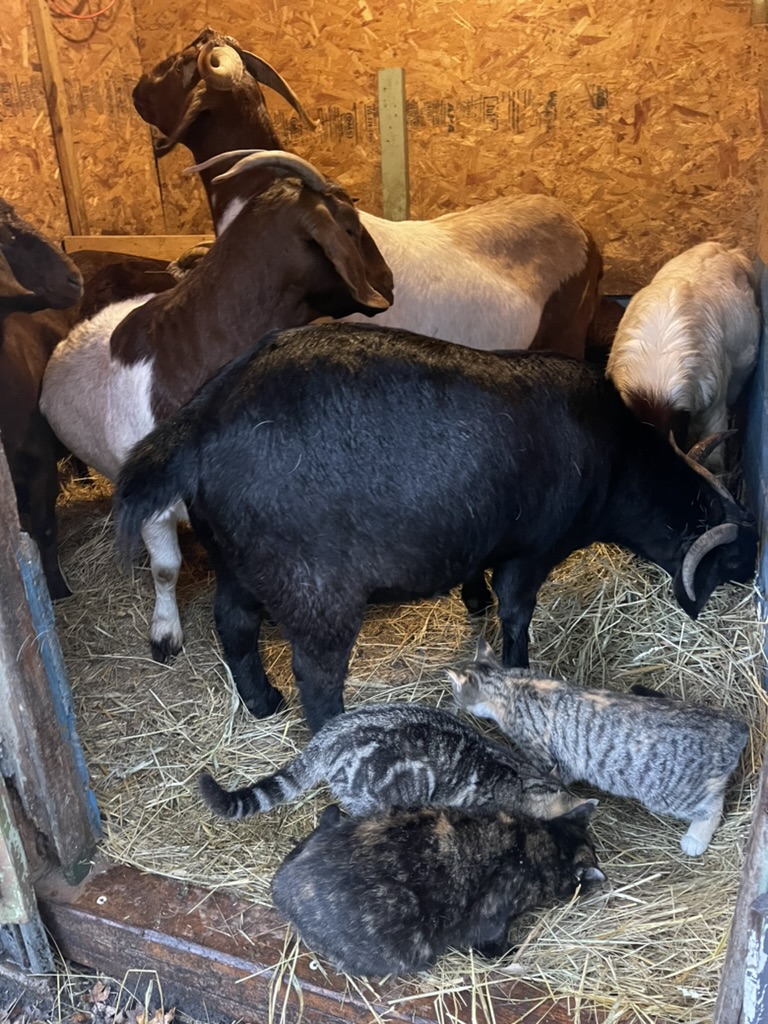 Goats resting in the barn