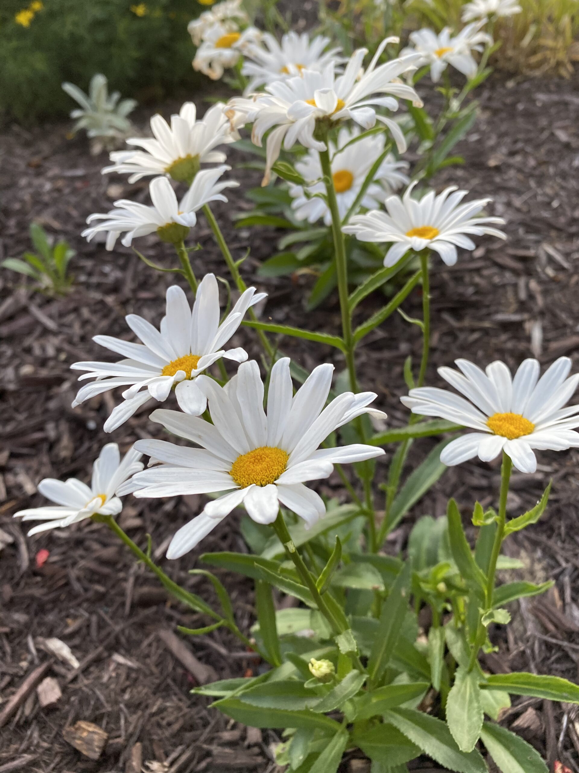 White flowers in bloom