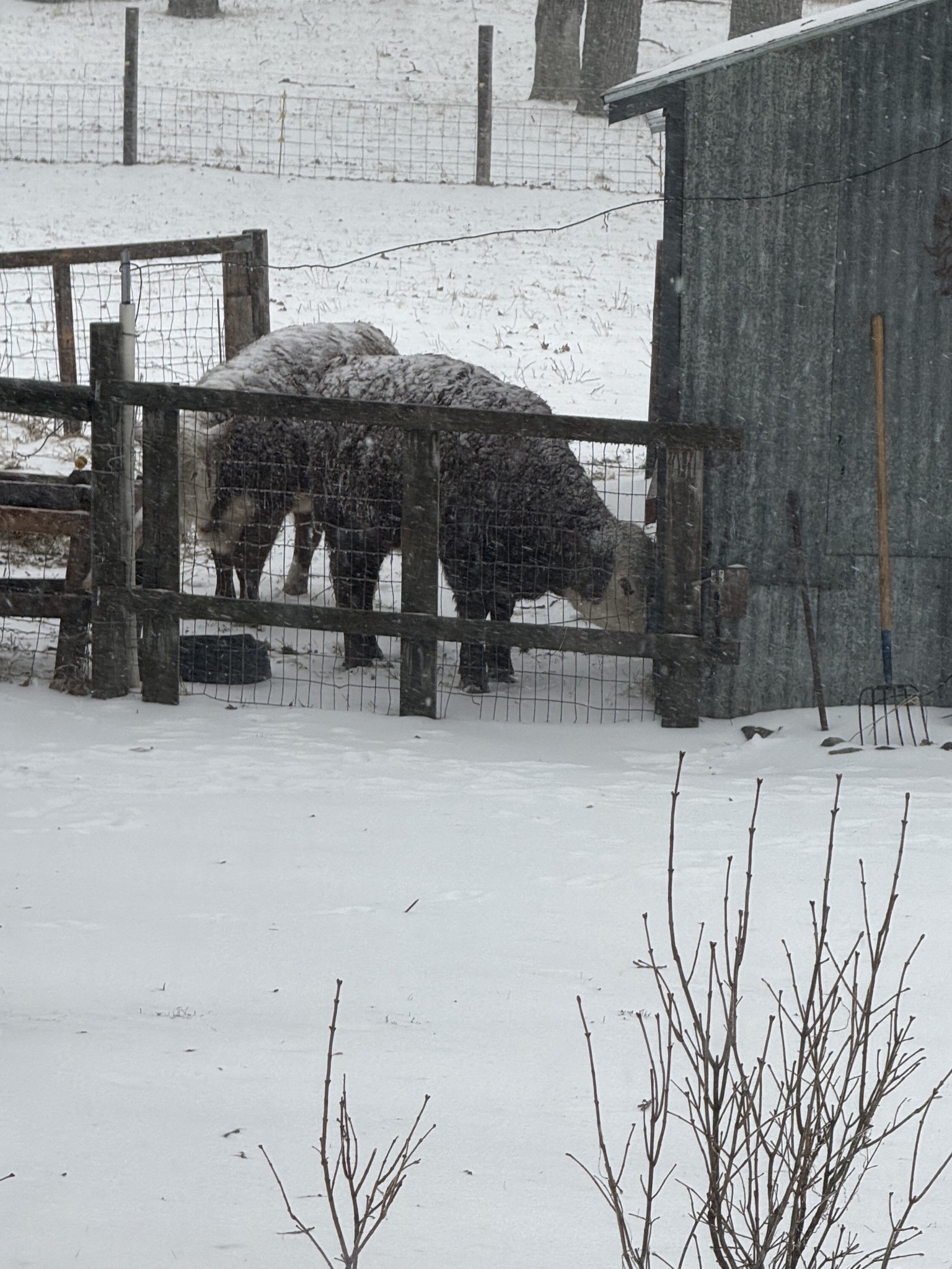A winter day in the animal yard
