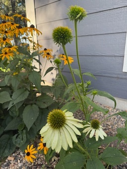 Flowers growing beside the house