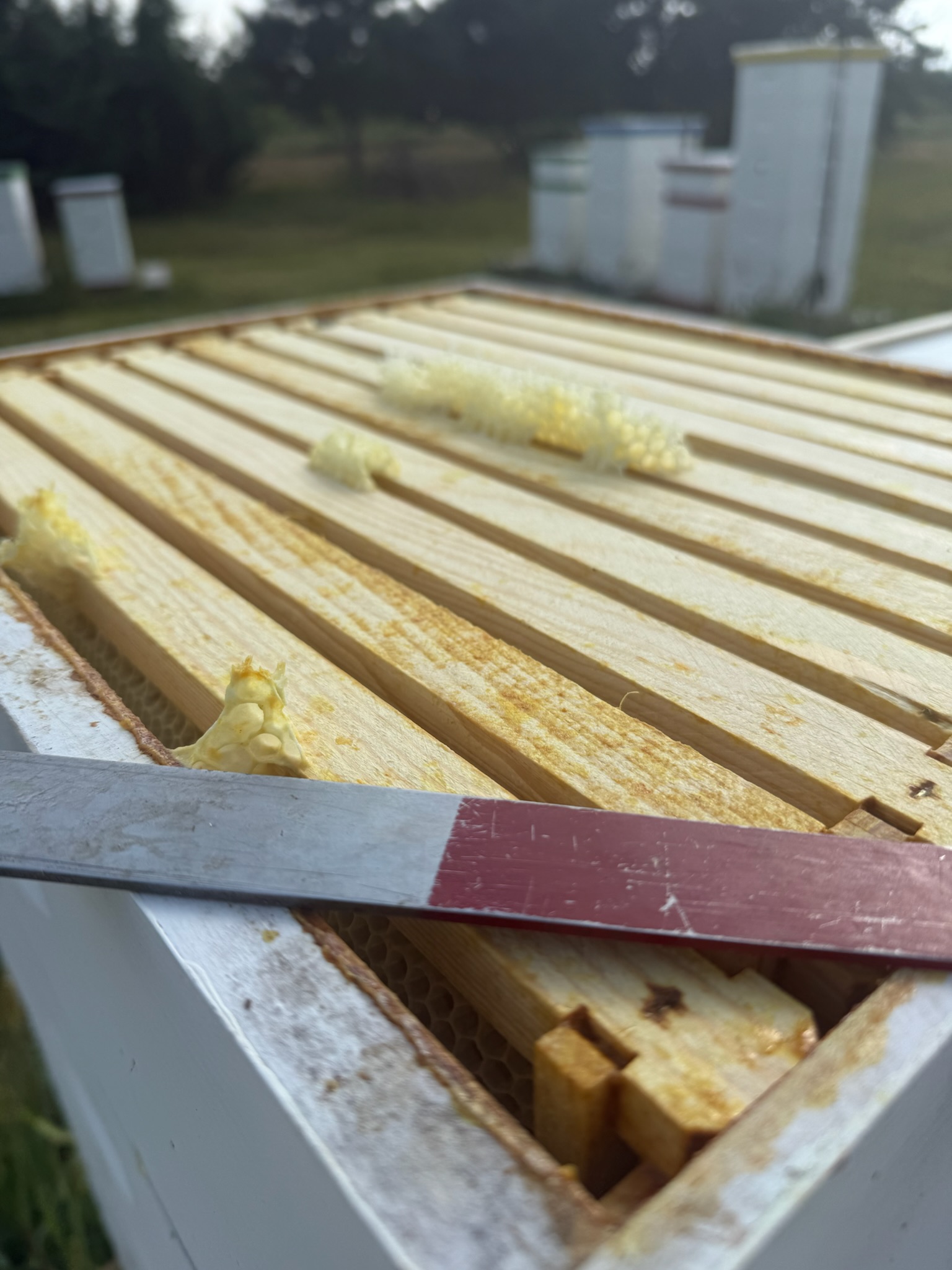 A hive tool resting on the frames