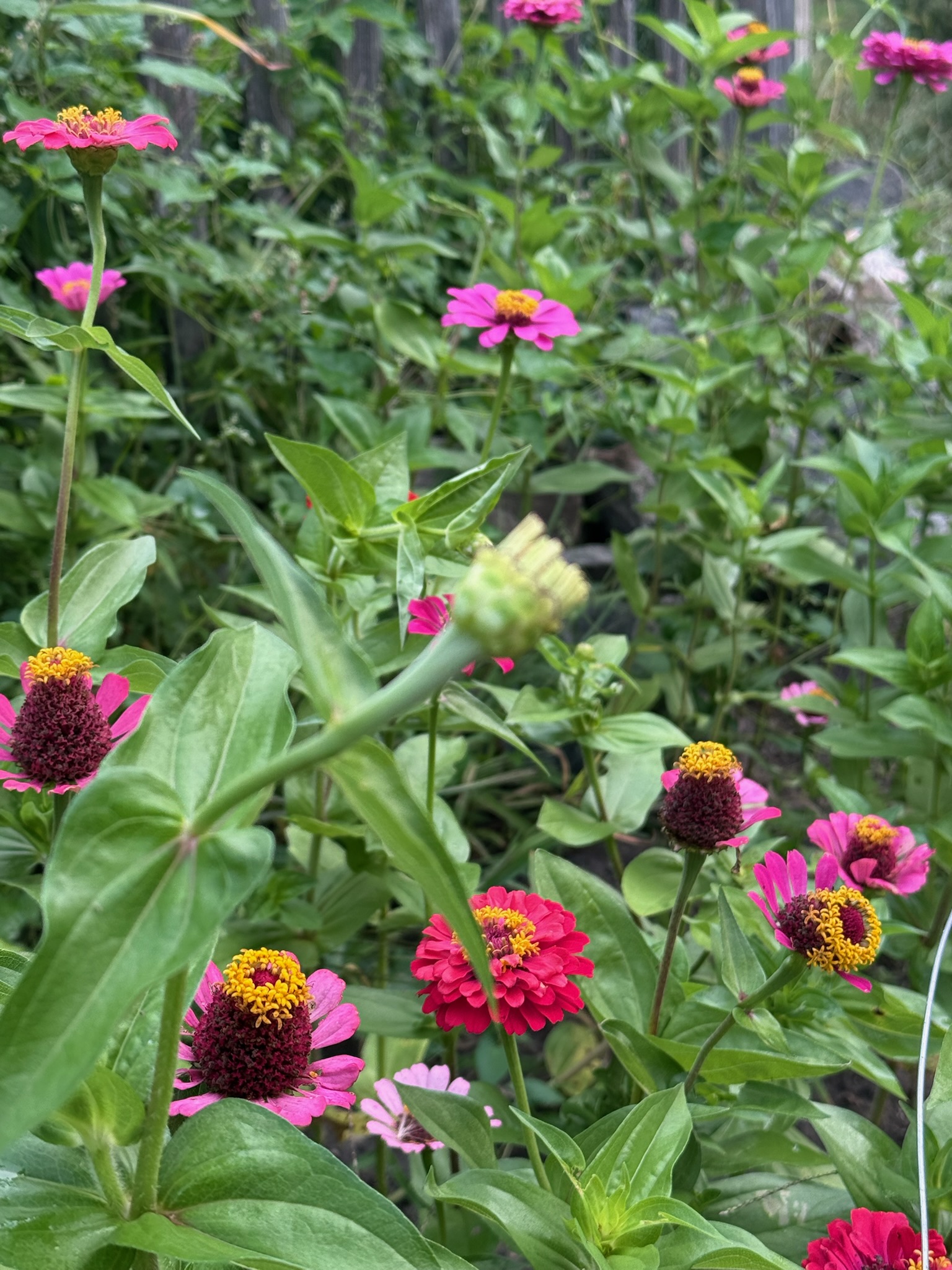 Colorful flowers in the garden