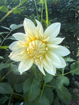 A dahlia opening in the garden