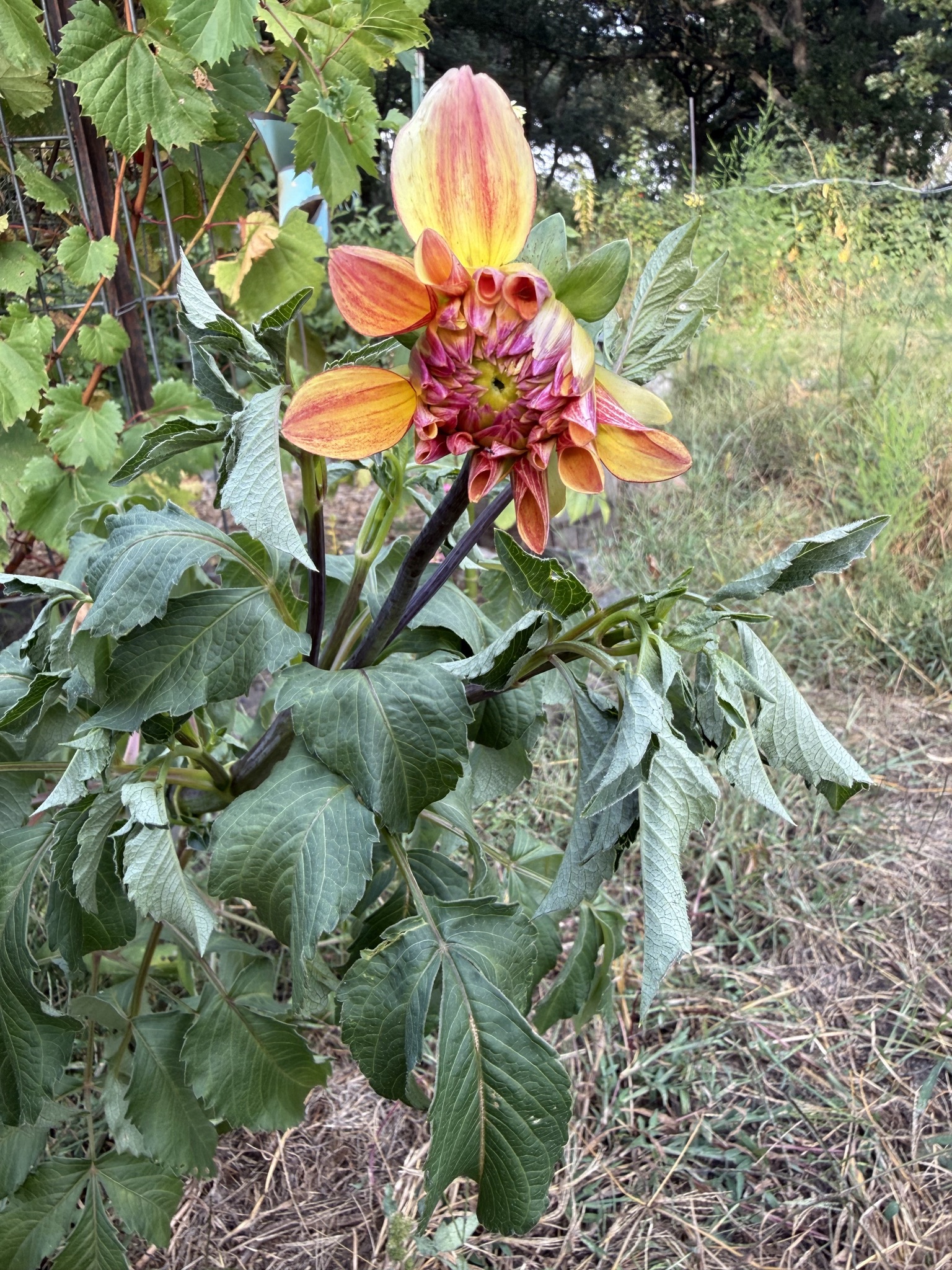 A colorful garden flower