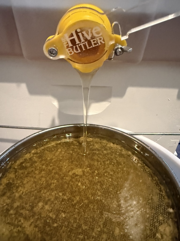 Golden honey flowing during extraction.