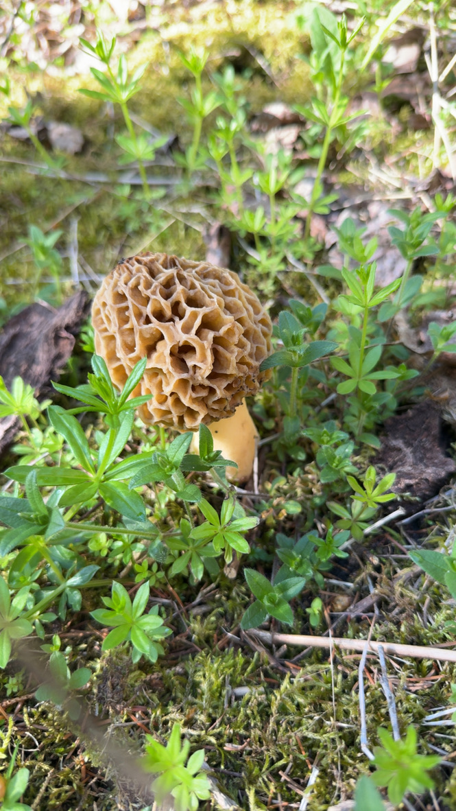 A morel among spring greenery