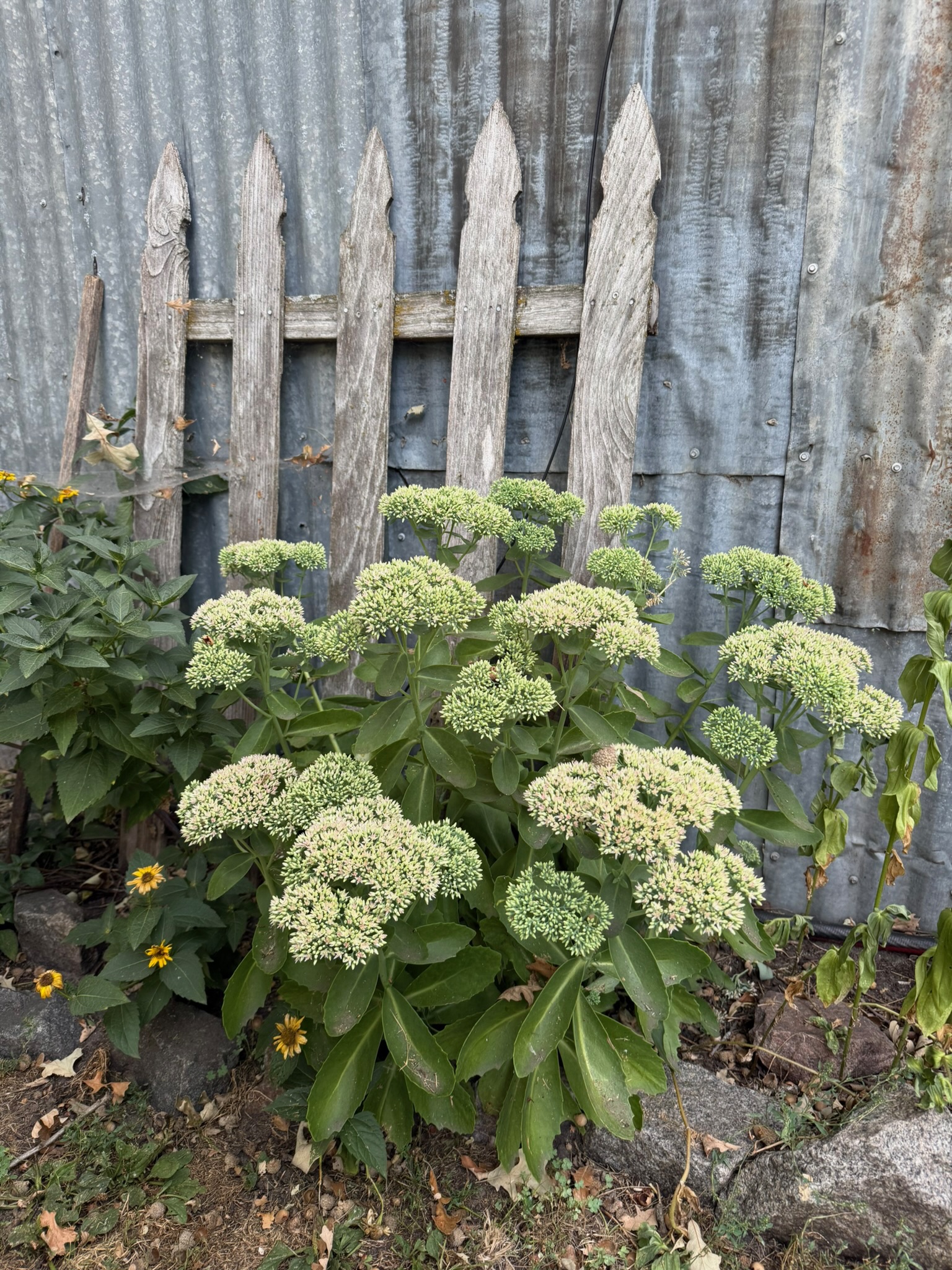 Flowers beside the garden fence