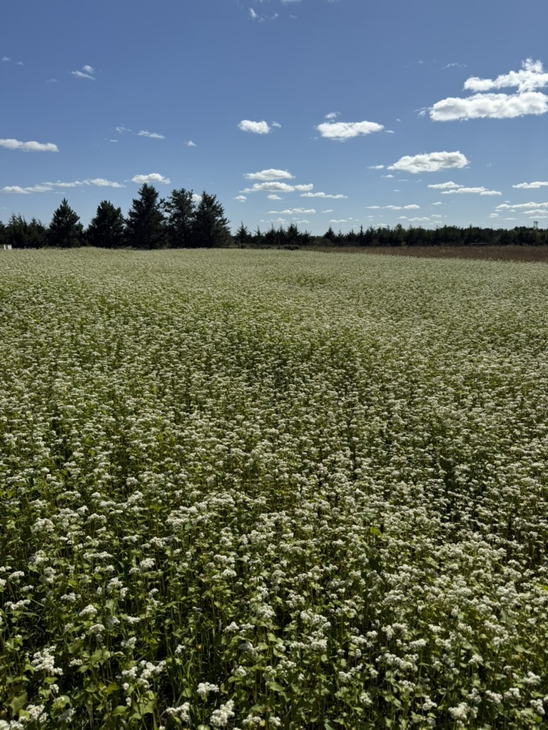 A broad view across the flowering field.