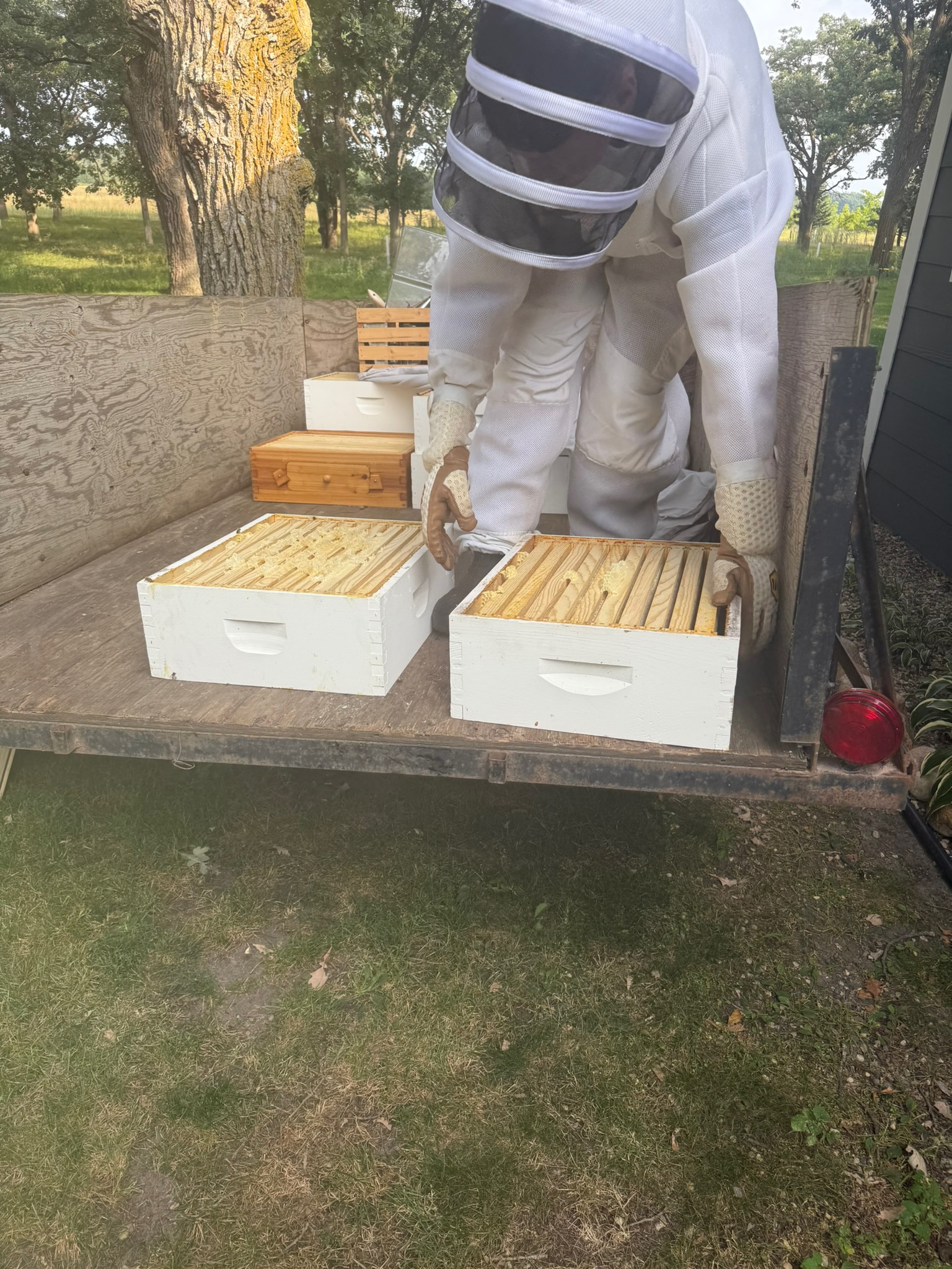 Checking a small hive