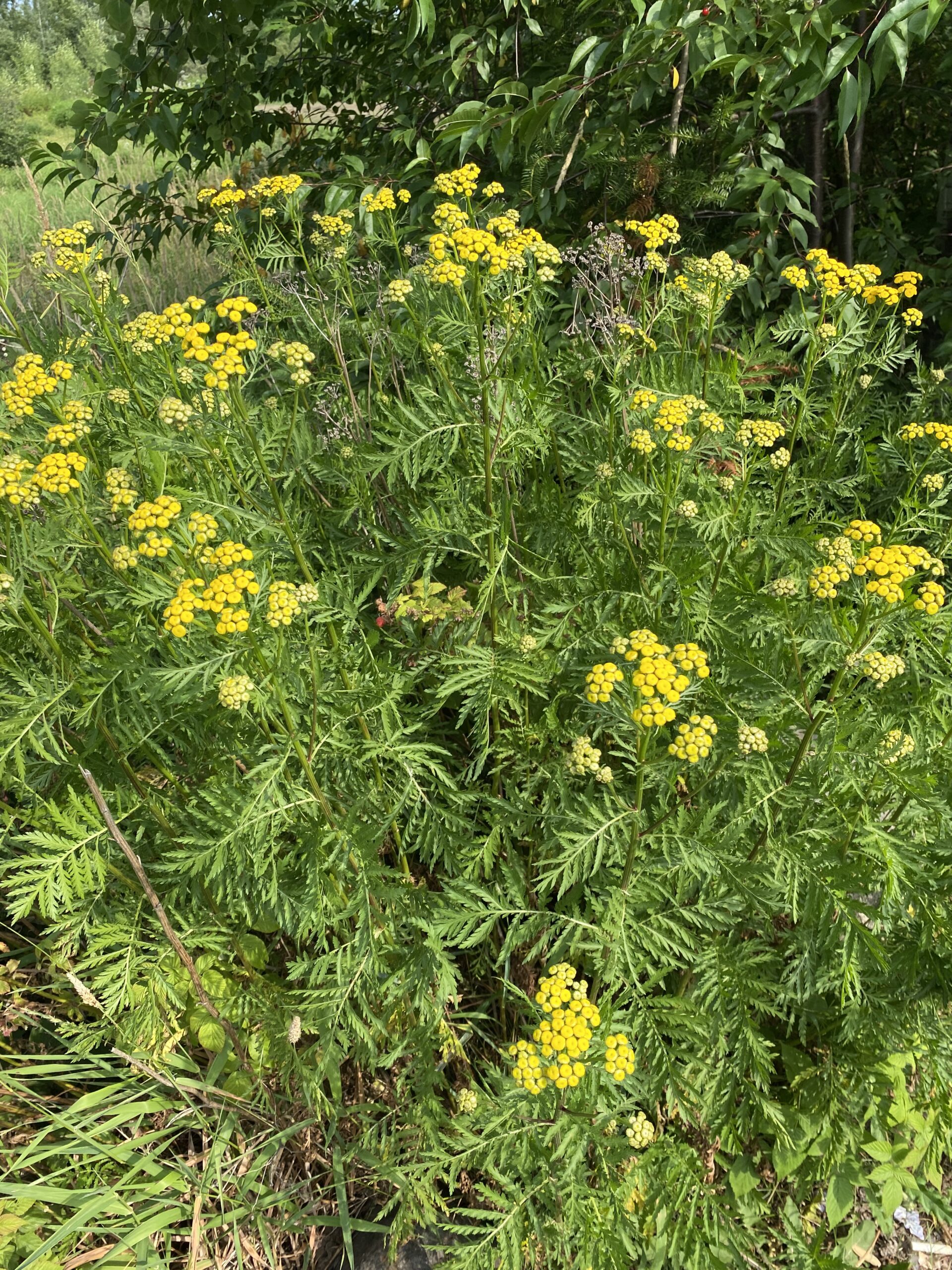 A patch of yellow wildflowers