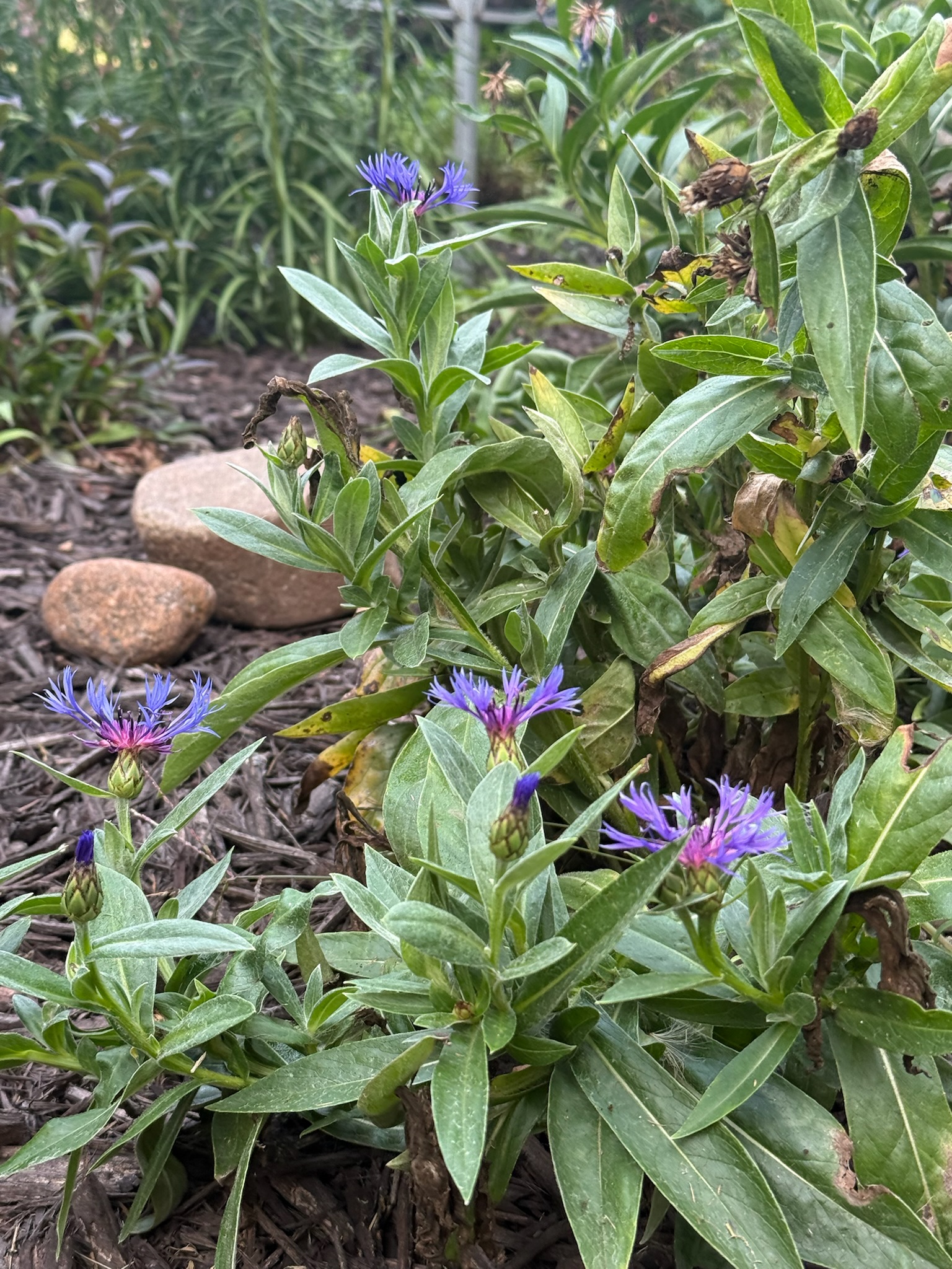 Blue flowers in the garden