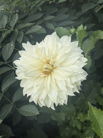 A pale yellow dahlia