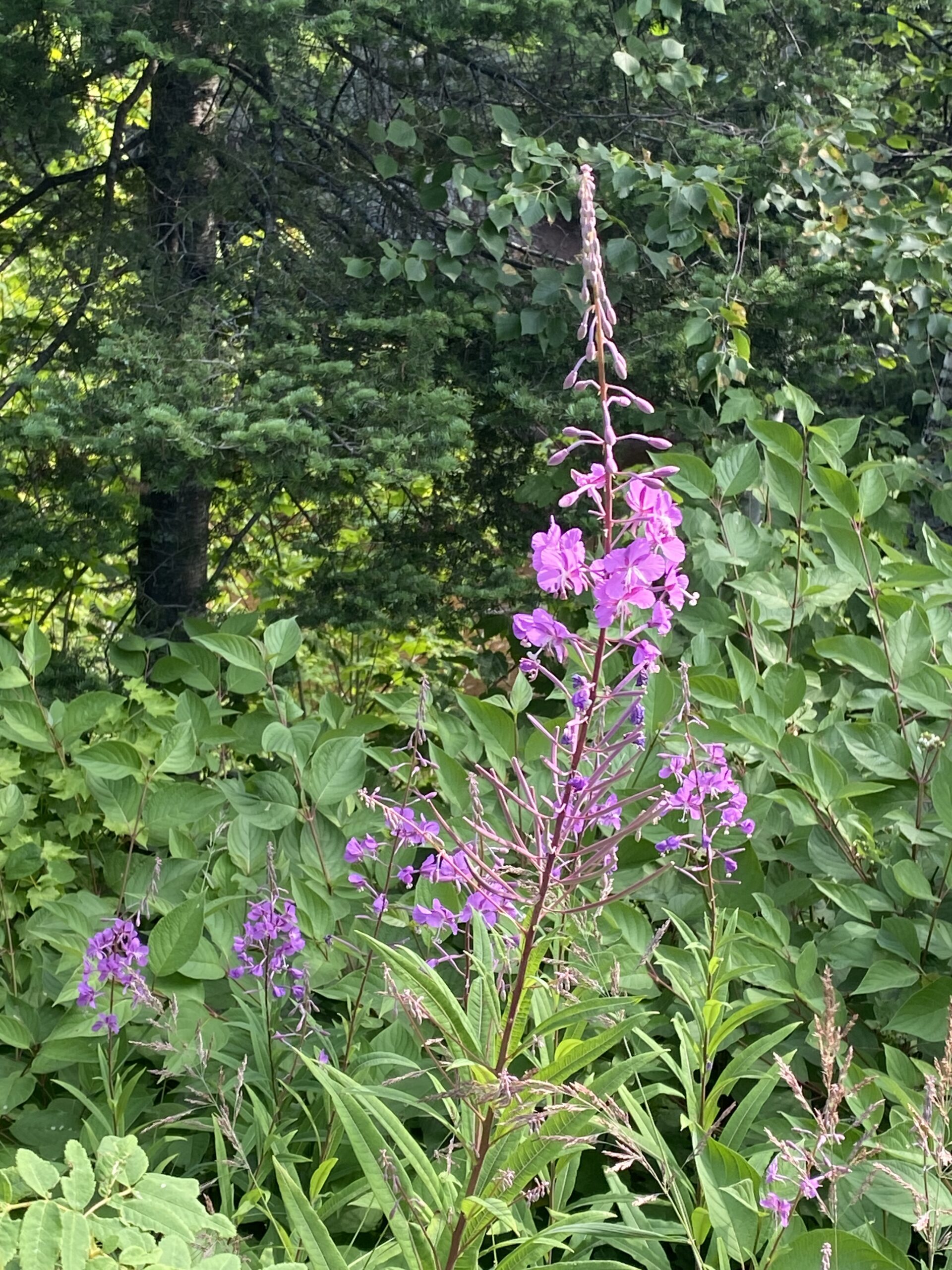 Pink blossoms among the trees