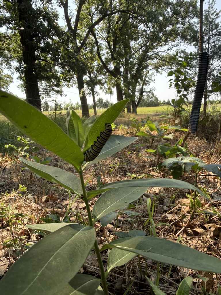 A leafy plant growing beside the trees.
