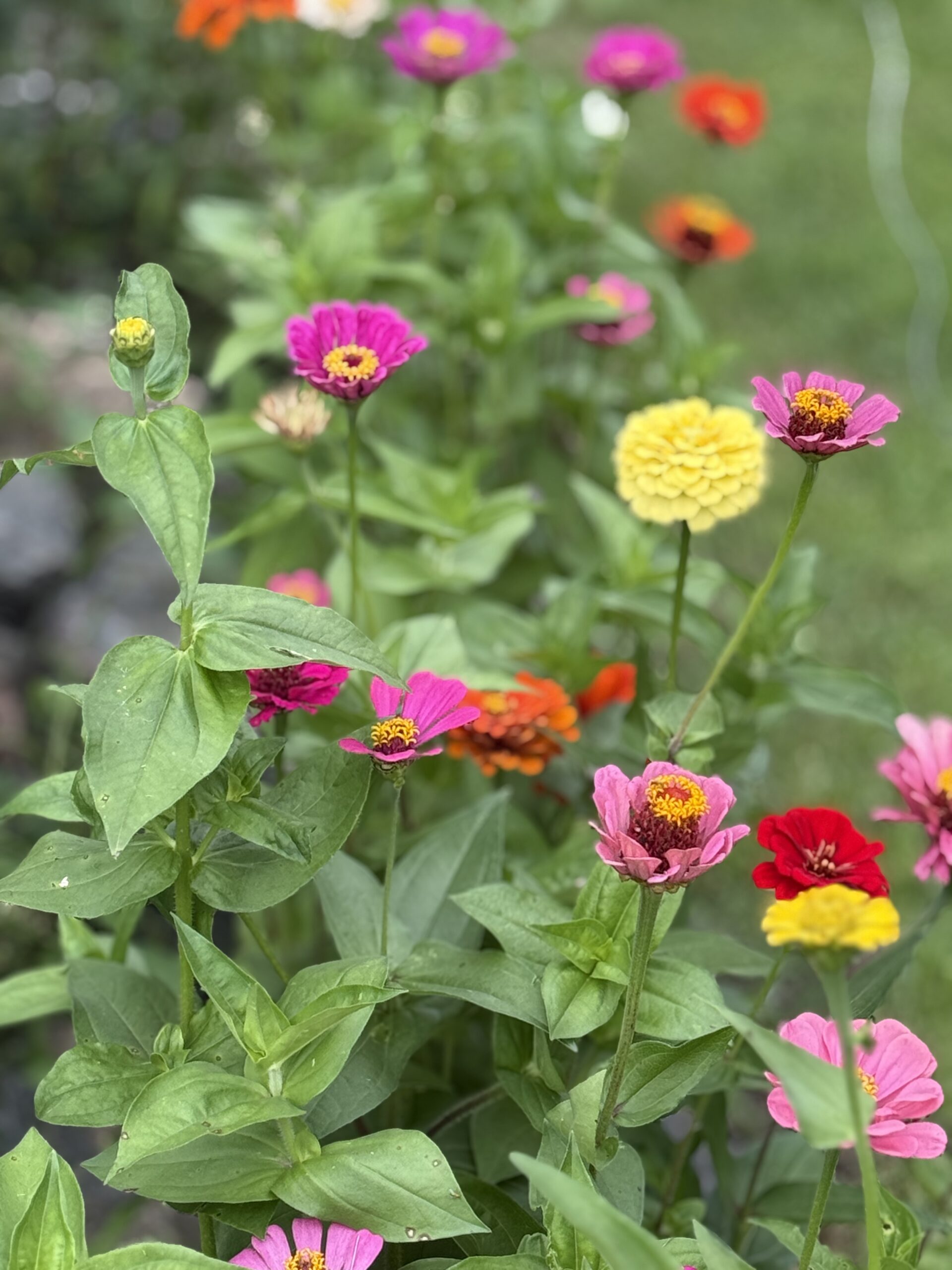 Colorful garden flowers