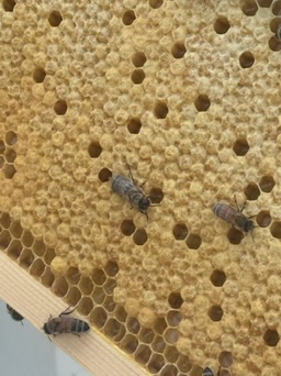 A marked bee among the comb cells