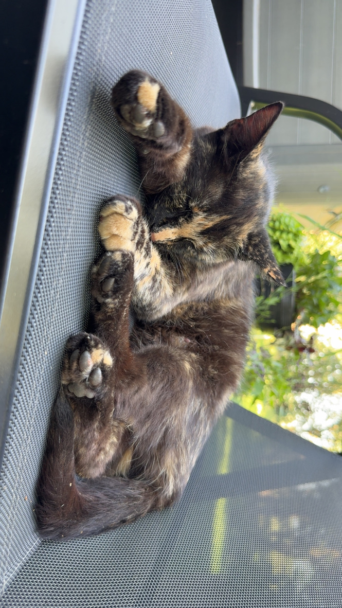 A cat resting on a patio chair
