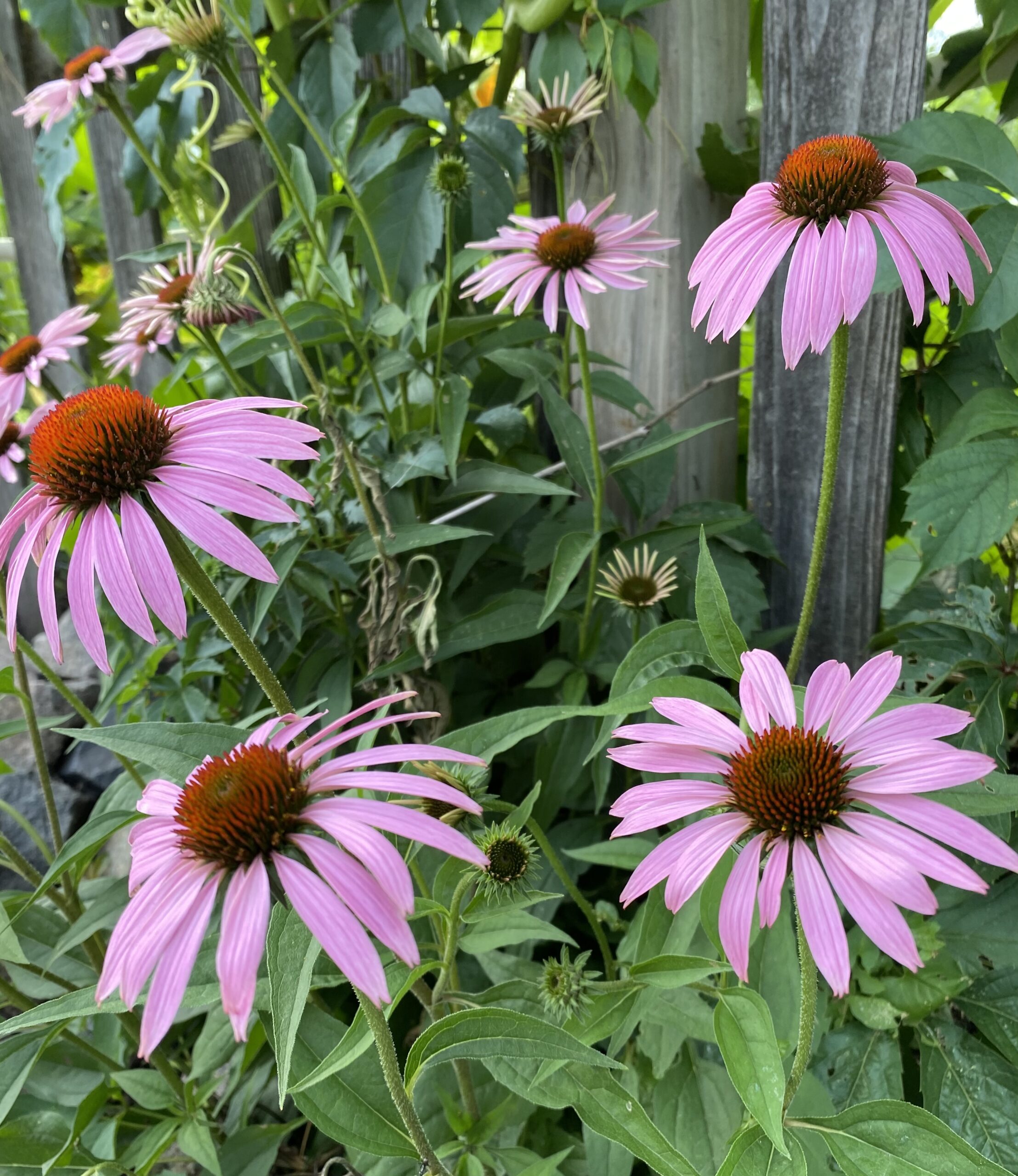 Pink coneflowers along the fence