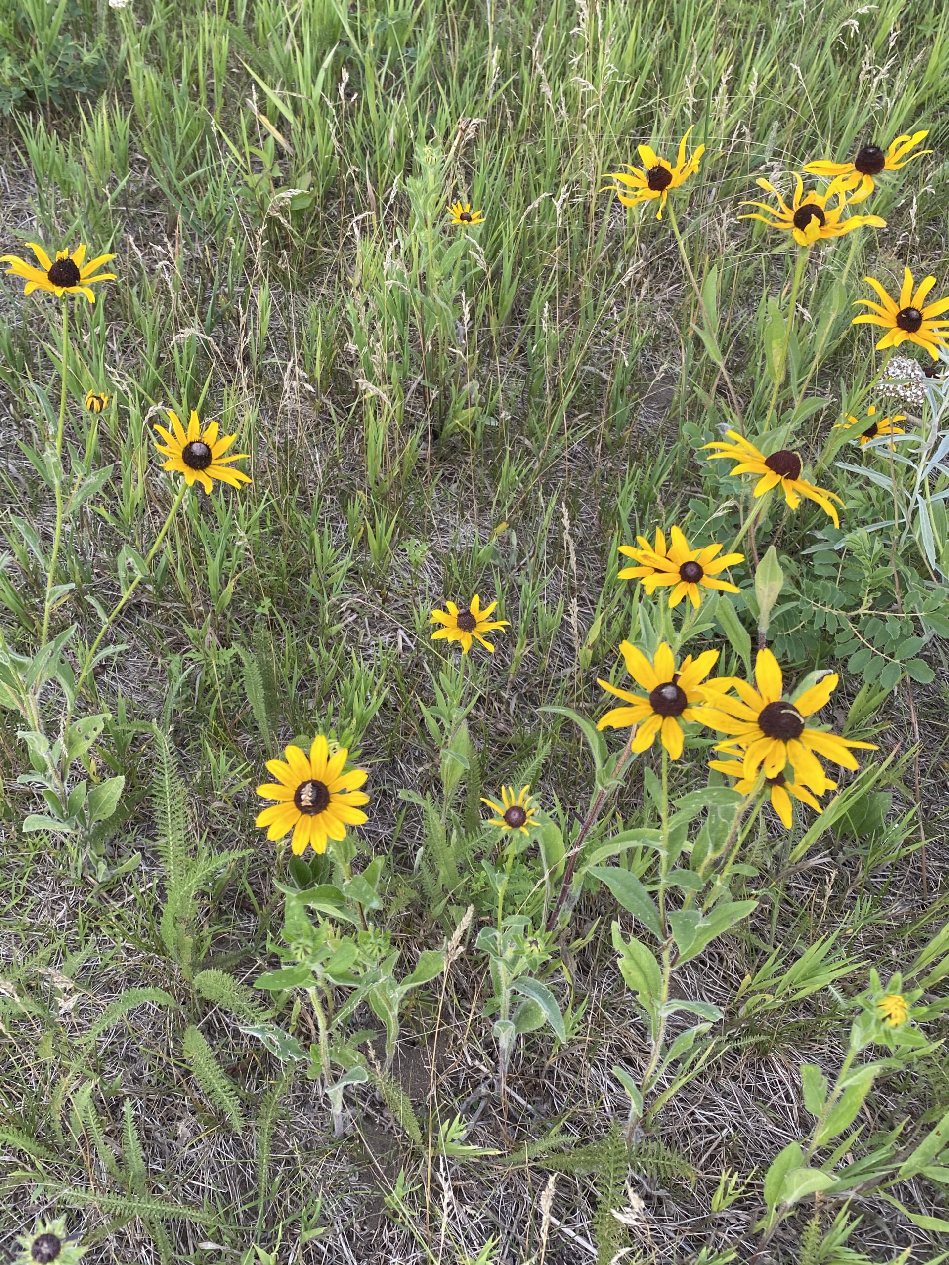 Yellow blooms among the grasses