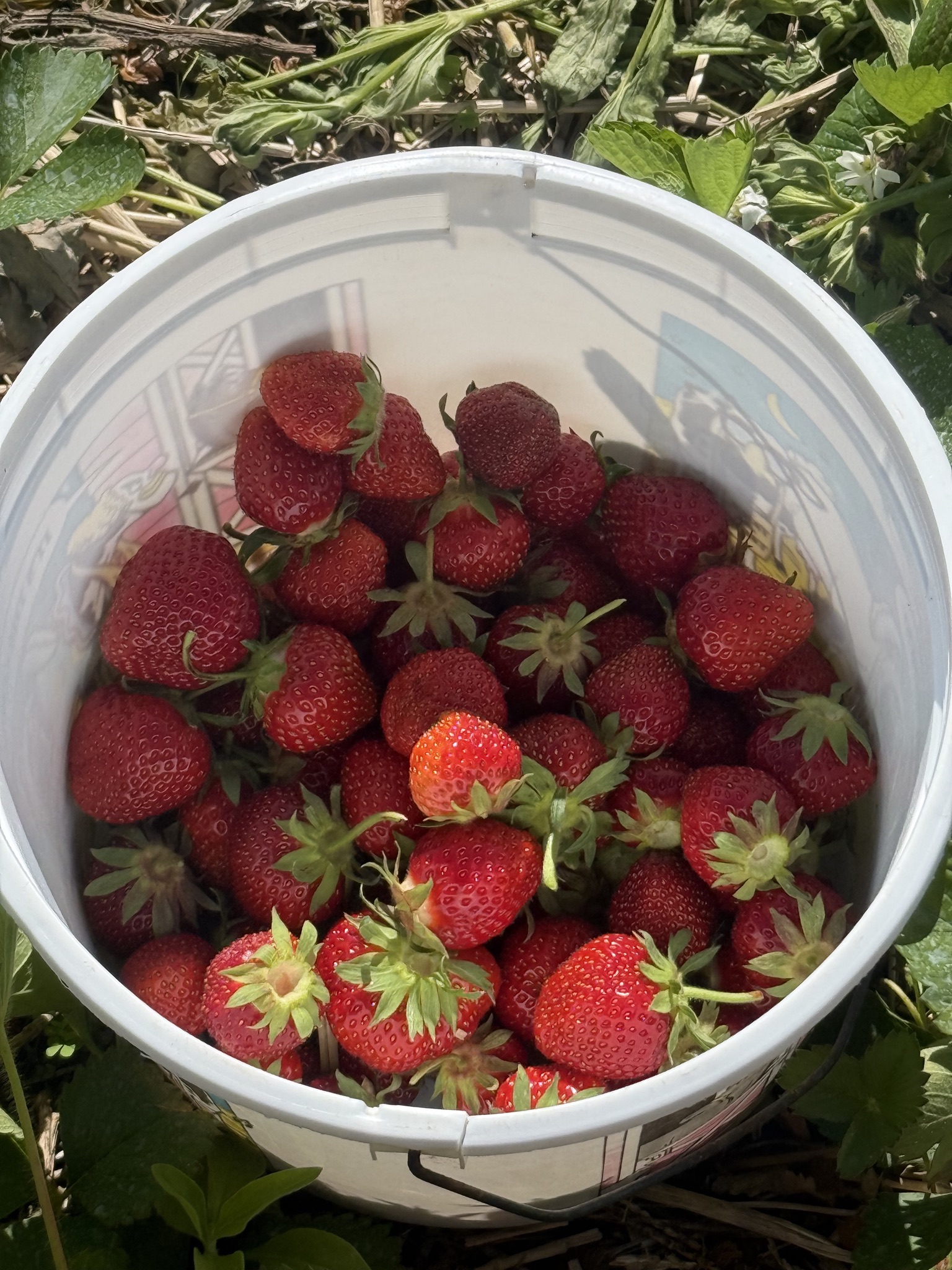 Freshly picked strawberries