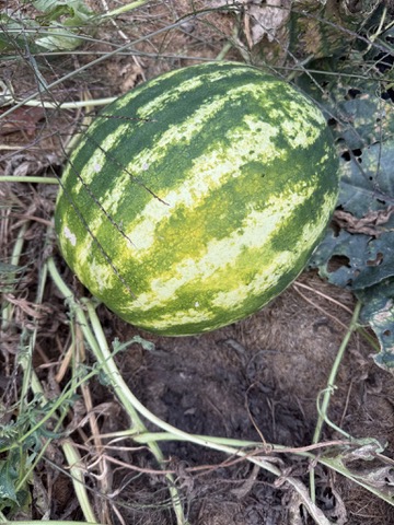 A watermelon growing in the garden