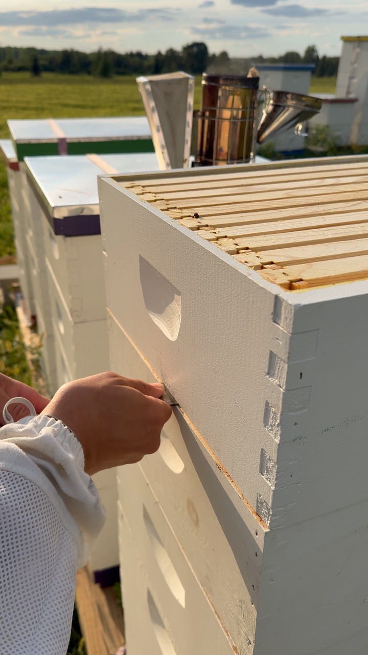 Working beside an open hive