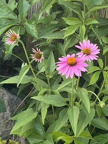 Pink coneflowers in bloom